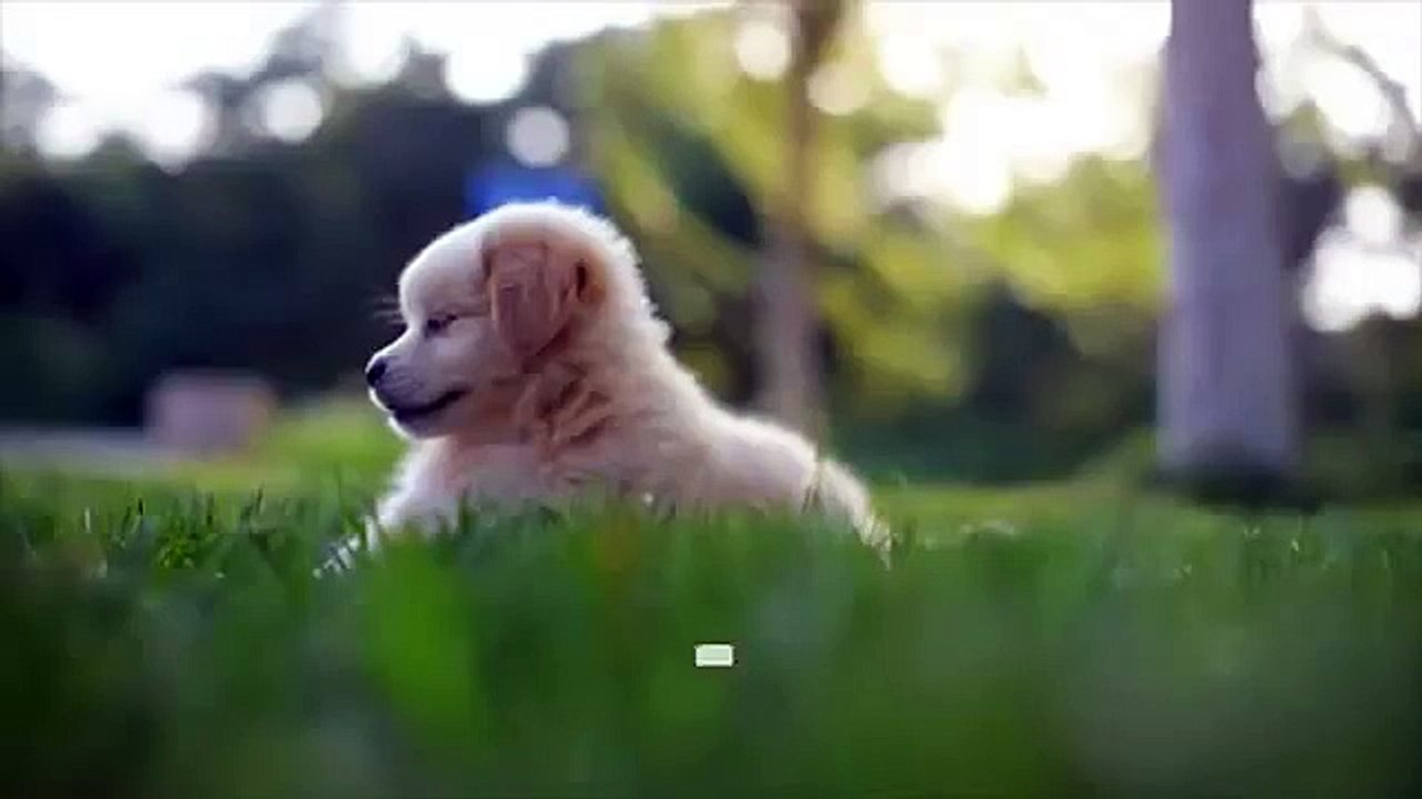 Trimming Your Pet's Nails