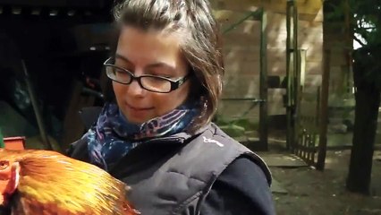 STOPPER LE CHANT DU COQ