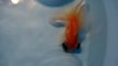Live Fish! Chinese Dragoneye Ribbon Tail Butterfly Goldfish!