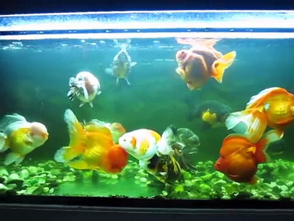 goldfish swimming