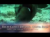 Dive Black Rock, Bat Islands in Costa Rica with Rich Coast Diving.