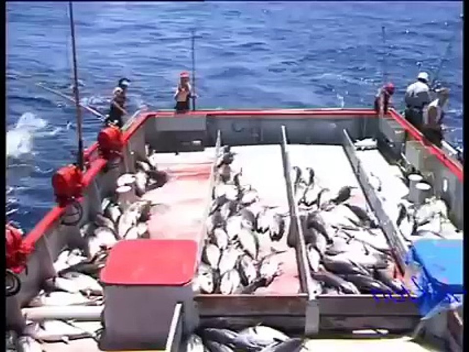 This is how we get 150 kg plus fish