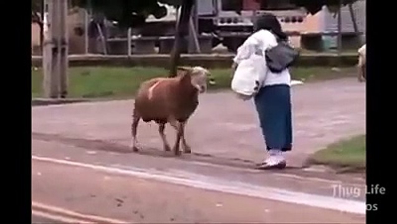 /Recopilación! Los Mejores Thug Life de Animales