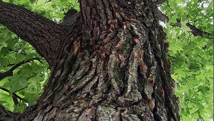 Bu Canlılar 17 Yıl Toprağın Altında Bekliyor!
