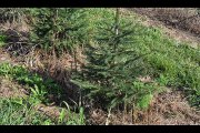 Growing Picea Abies...Norway Spruce Trees in the Field