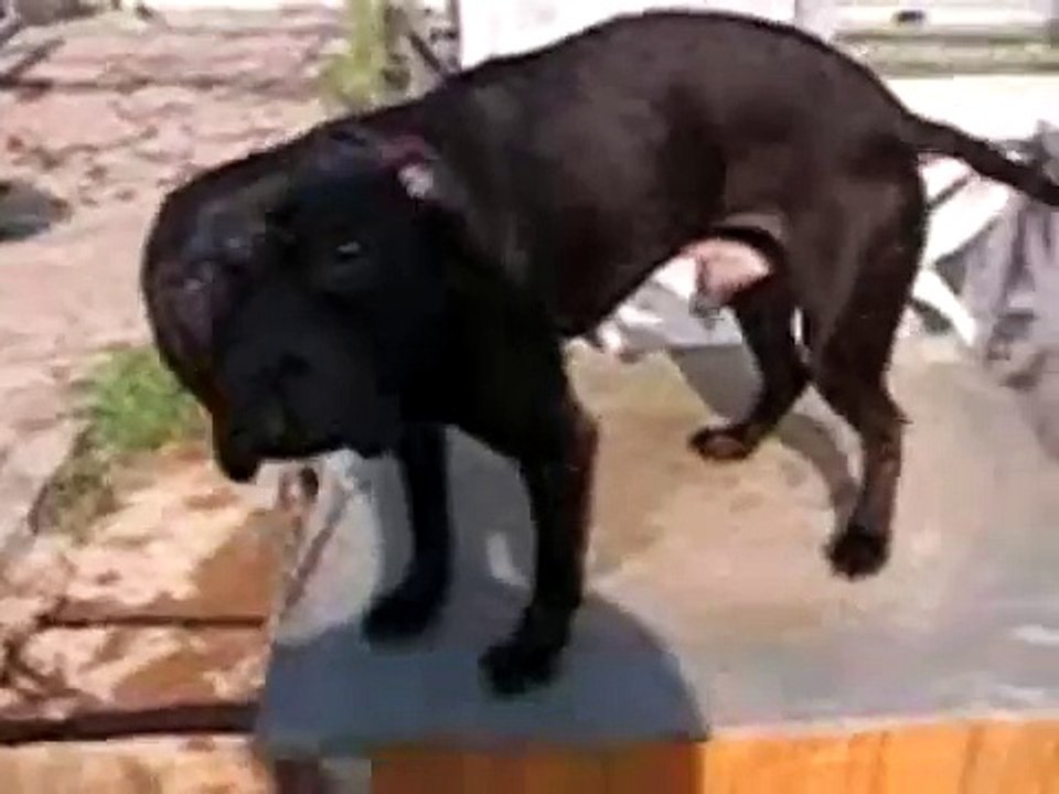 GR CH NASTY BOY´S SUMO JNR