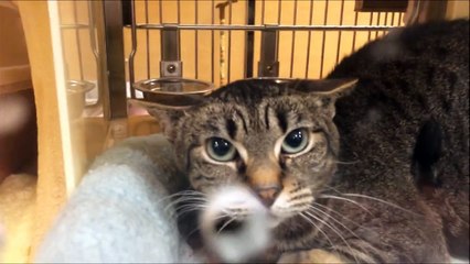 Crazy Angry Cat Locked Up | Hissing & Attacking!!!