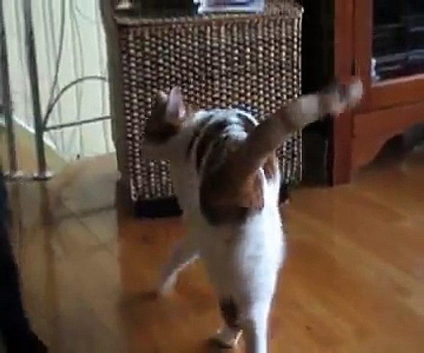 Cat/Dog Fight