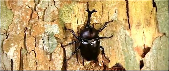 Beck - Live Action - SUB ITA 1/15