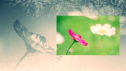 Nada Vodenicar i TO - Nekad cvale bele ruze