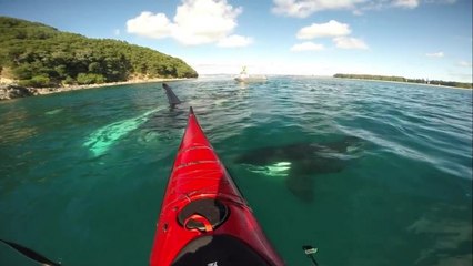 Une rencontre magique au milieu des orques
