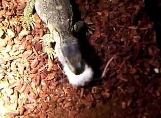 Monitor Lizard Eats Live Mouse - Vicious!!!