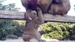 Baby Japanese Macaques in Winter / Awajishima Monkey Center, Japan