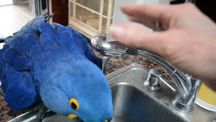 IRIS le perroquet qui prenait sa douche seul comme un grand