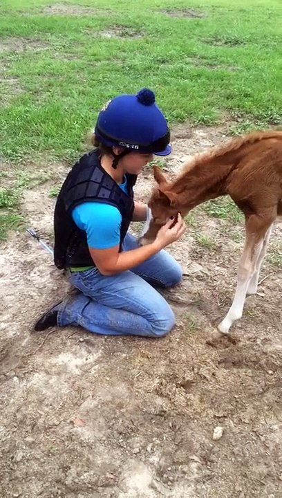 Adorable bébé cheval demande des calins