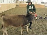 WALKING CALVES (baby cows :) on a street filmed by Twombly Publishing