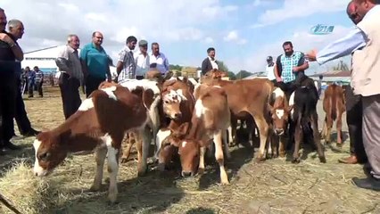 Kurbanlıklar pazara indi: İşte fiyatlar