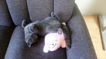 British Shorthair Cat resting on the sofa. ブリティッシュショートヘアの猫. Британская короткошерстная кошка..
