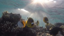 Holiday in Egypt Hurghada. Red Sea underwater, Test GoPro HERO4 Video HD #2day