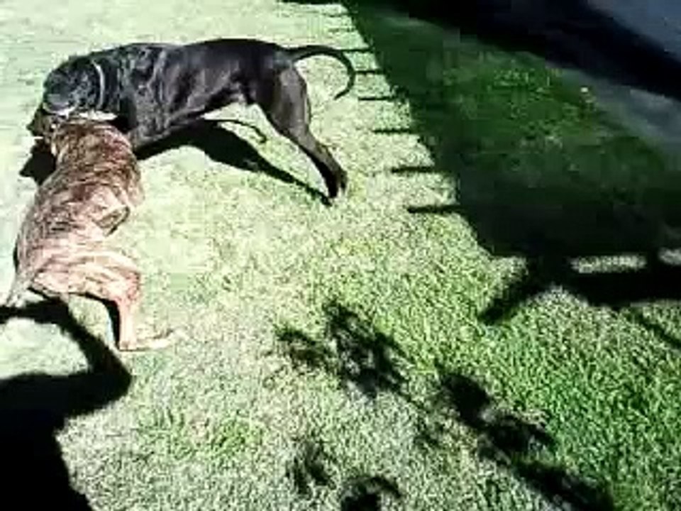Dog FIGHT