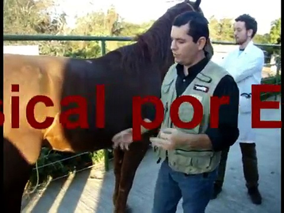 equine MEP and urinary retention.mpg