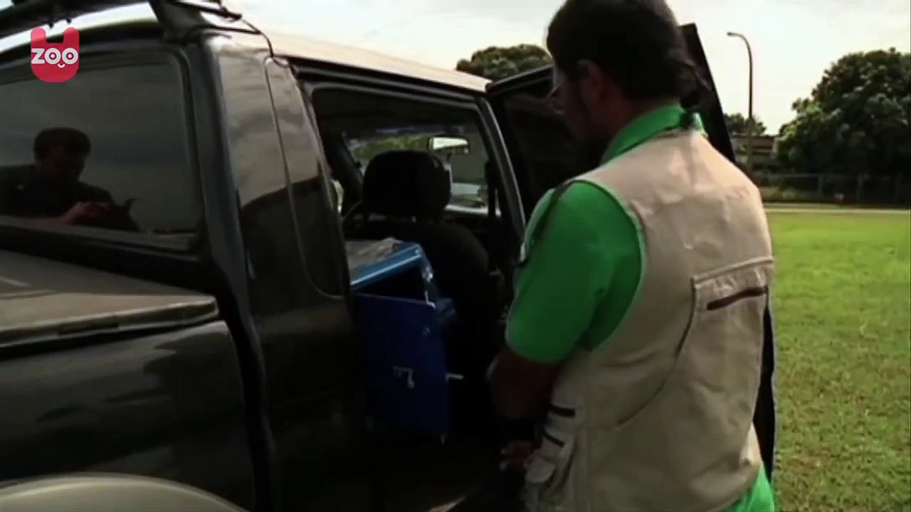 Falcons Help Planes in Rio by Scaring Flocks of Birds