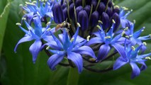 Beautiful Blue Flowers - Nature Sounds of Birds - Relaxation Video HD 1080p