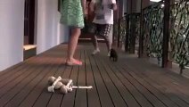 Ce Petit Chiot sort les Crocs pour Défendre sa Jeune Maîtresse