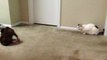 Boxer Puppy meets cat for the first time.. Hilarious!