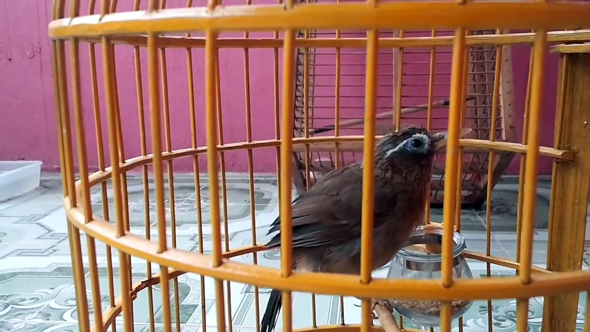 Cách nuôi và huấn luyện Chim Họa Mi hót hay đơn giản | Pet Mart