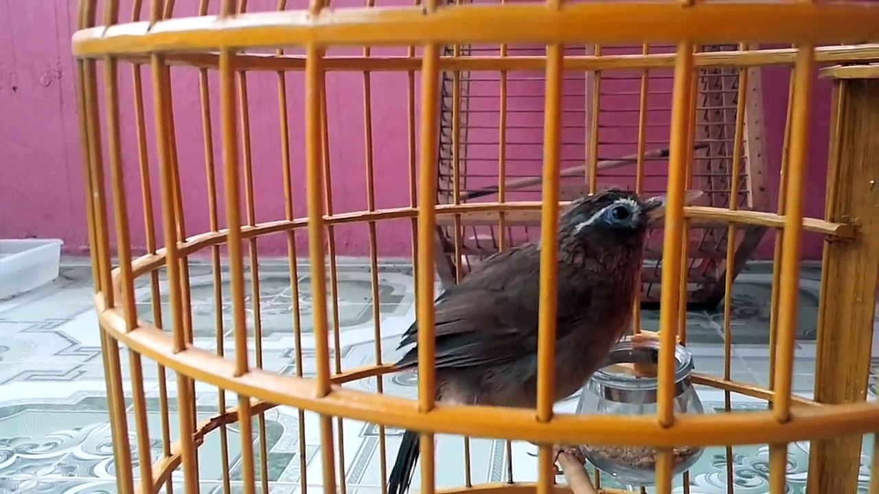 Hoa Mi Mai .mp4