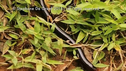 Blue Ants Swarm Helpless Millipede