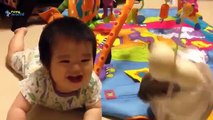 Funny Videos   Funny Cats   Funny Babies Laughing   Funny Animals Videos   Funny Dogs 2015 Low