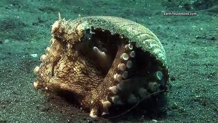 Un coquillage pas comme les autres, vous seriez étonné si vous l'aviez ouvert