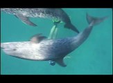 Dolphin Freediving: Mermaids of Bimini