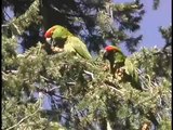 Thick-billed Parrots in Chihuahua, Mexico