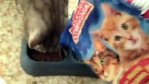 Gatti che mangiano con la zampina - gatti divertenti