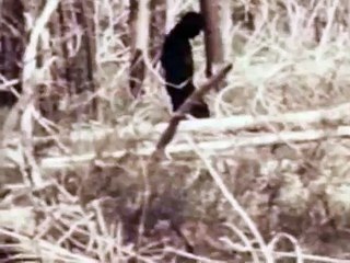 BIGFOOT Real Video Sasquatch Unknown CREATURE Wild MONSTER Film Documentary Unchallengeable Proof