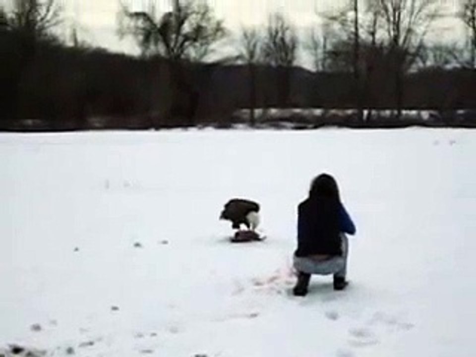 Bald Eagle eats Canadian goose