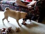 Pug playing with Boston Terrier Puppy - Cute