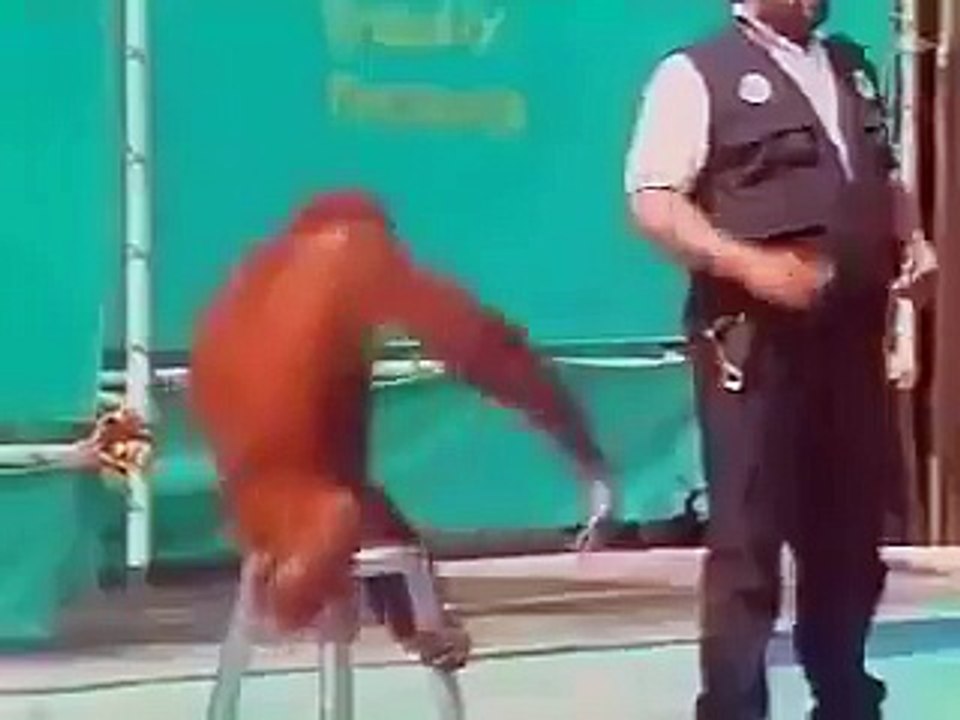 Amazing monkey