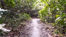 A Trek through Bukit Timah Nature Reserve (Bird's eye view) Singapore - Aerial Photography