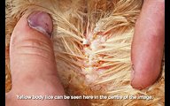 HOW TO TREAT LICE & MITES IN POULTRY