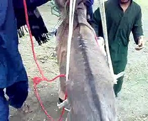 Donky vs PATHANs Very Funny Video 2015 Letest