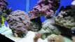My 58 Gallon Nano Reef - Update #5