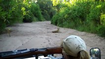 Leopard - Sabi Sands Game Reserve, Kruger National Park