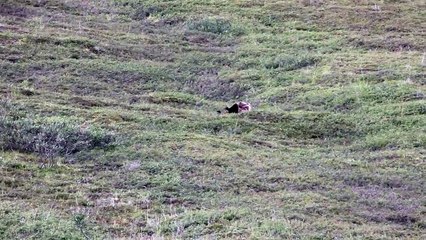 Quand un ours fait le pitre au parc national de Denali