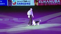 Freestyle Heelwork to Music Competition Winner | Crufts 2015