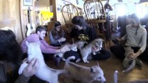 Month Old Sled Dogs [Original] - #Puppies 4 of 10