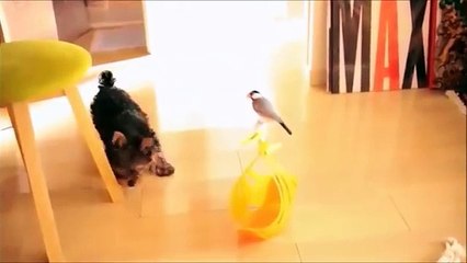 Yorkshire Terrier Makes A New Friend With A Bird